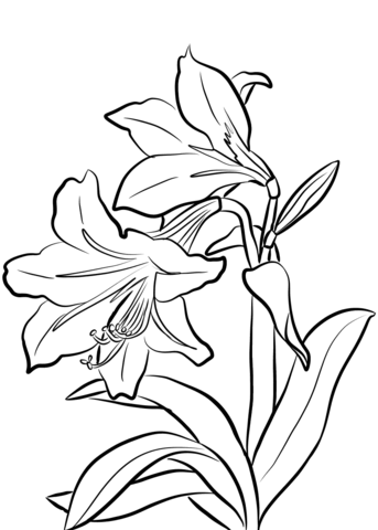 Desenhos de Amaryllis para colorir