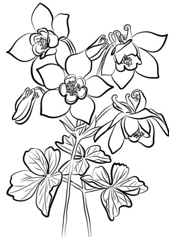 Desenhos de Aquilegia para colorir