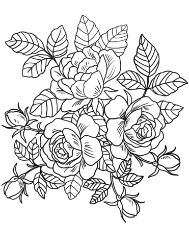 Desenho de Lindo Rosa para colorir