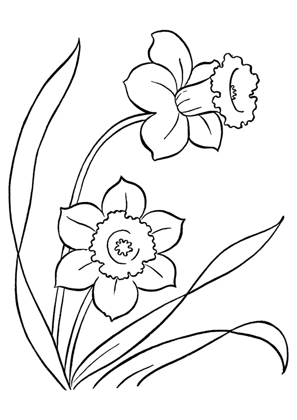 Desenhos de Narciso para colorir