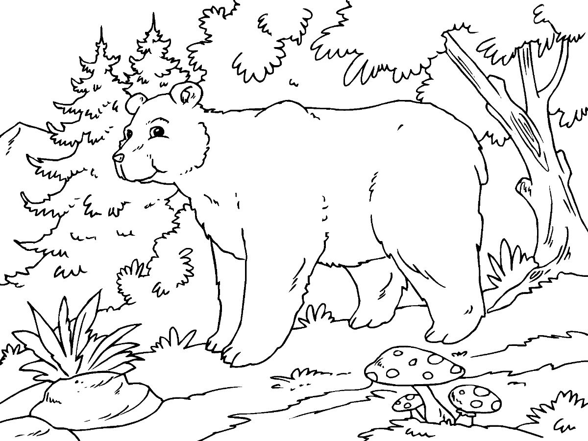 Desenho de Urso Alpino para colorir