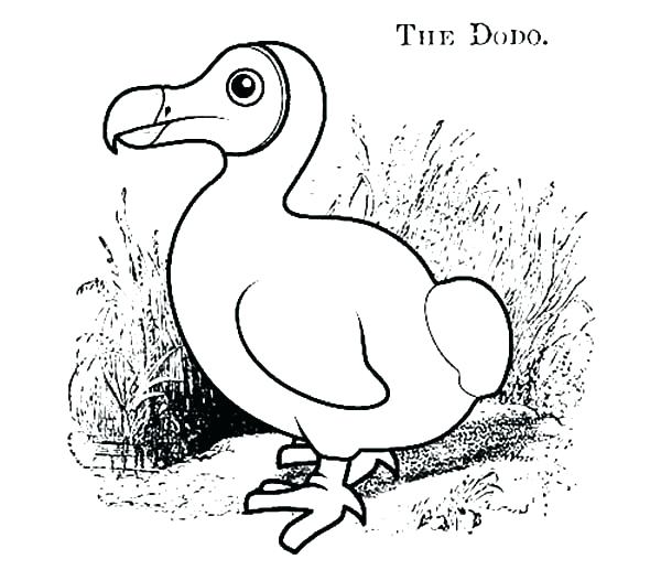 Desenho de Pássaro Dodo para colorir