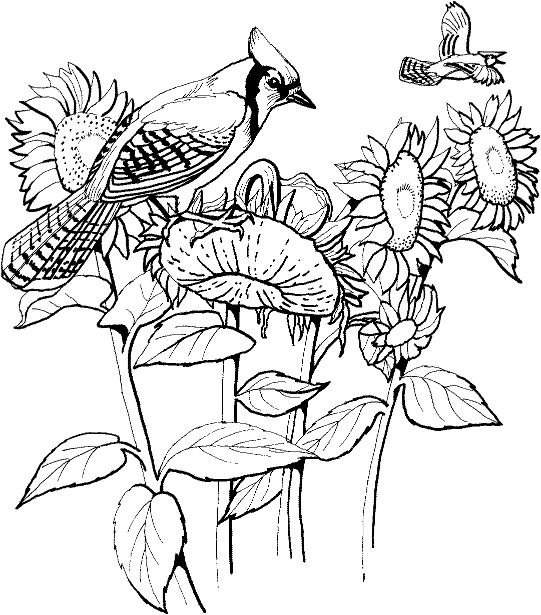 Desenho dePássaro e Girassol para colorir