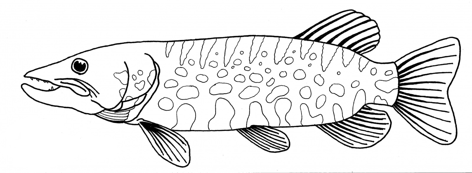 Desenho de Peixe Pique do Norte para colorir