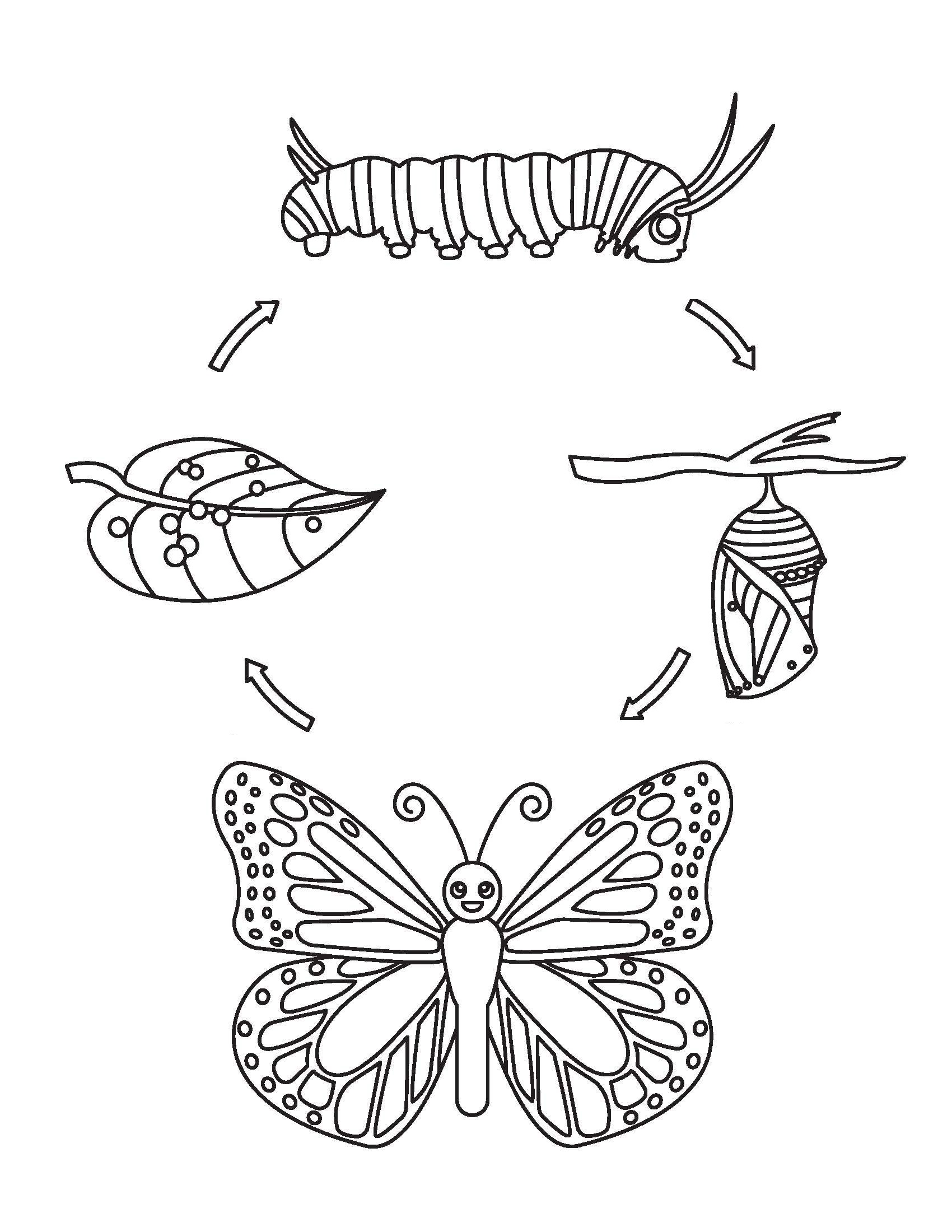 Desenho deCiclo de Vida da Borboleta para colorir