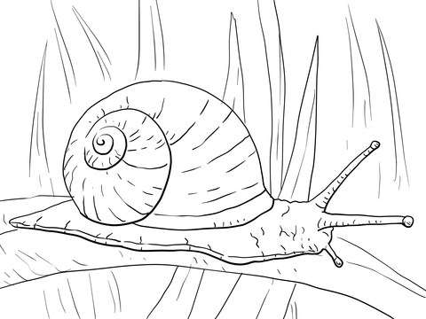 Desenhos de Caracol para colorir