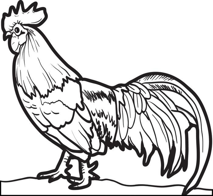 Desenhos de Frango para colorir