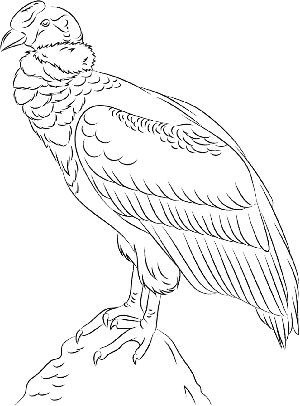 Desenho de Um Condor para colorir