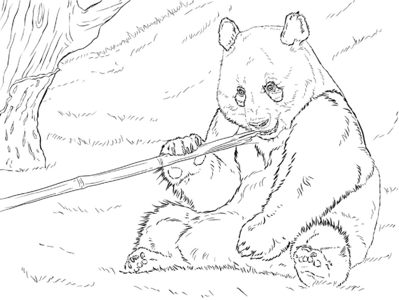 Desenho dePanda Comendo Bambu para colorir