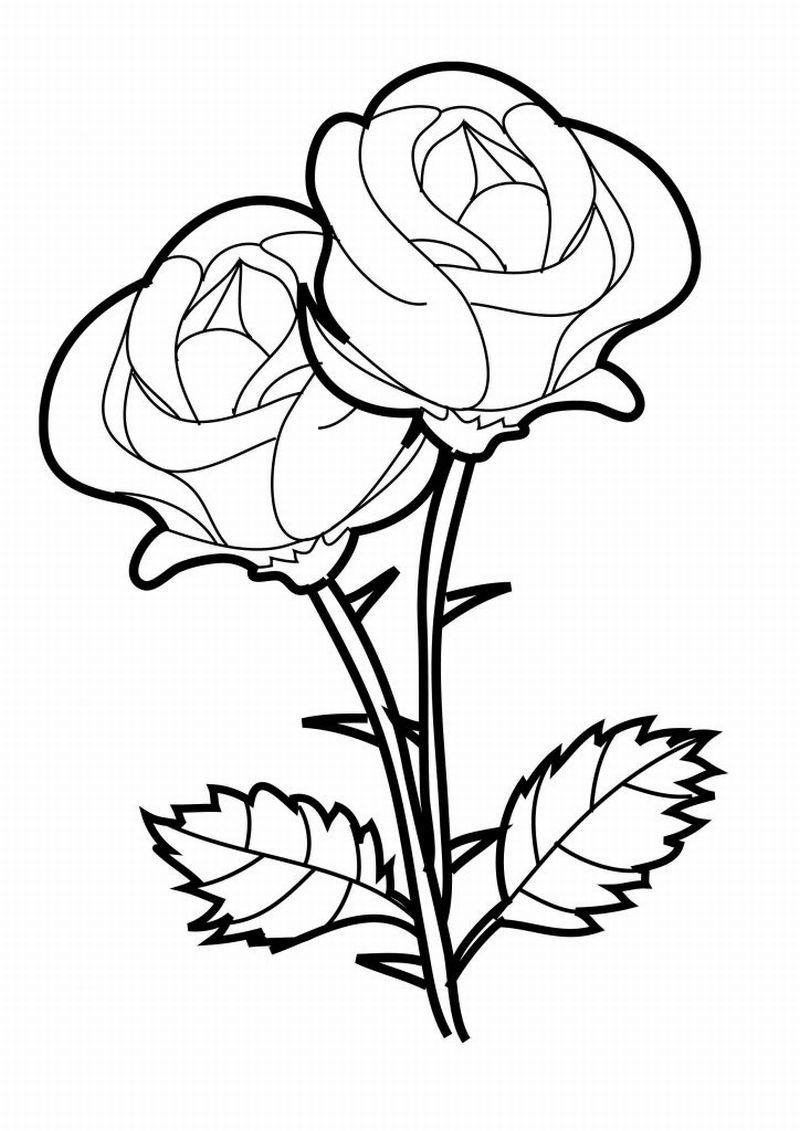 Desenho de Dois Ramos de Rosas para colorir