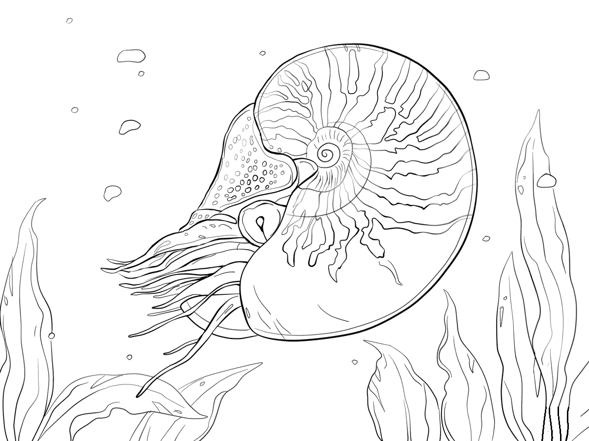 Desenho de Nautilus Macromphalus para colorir