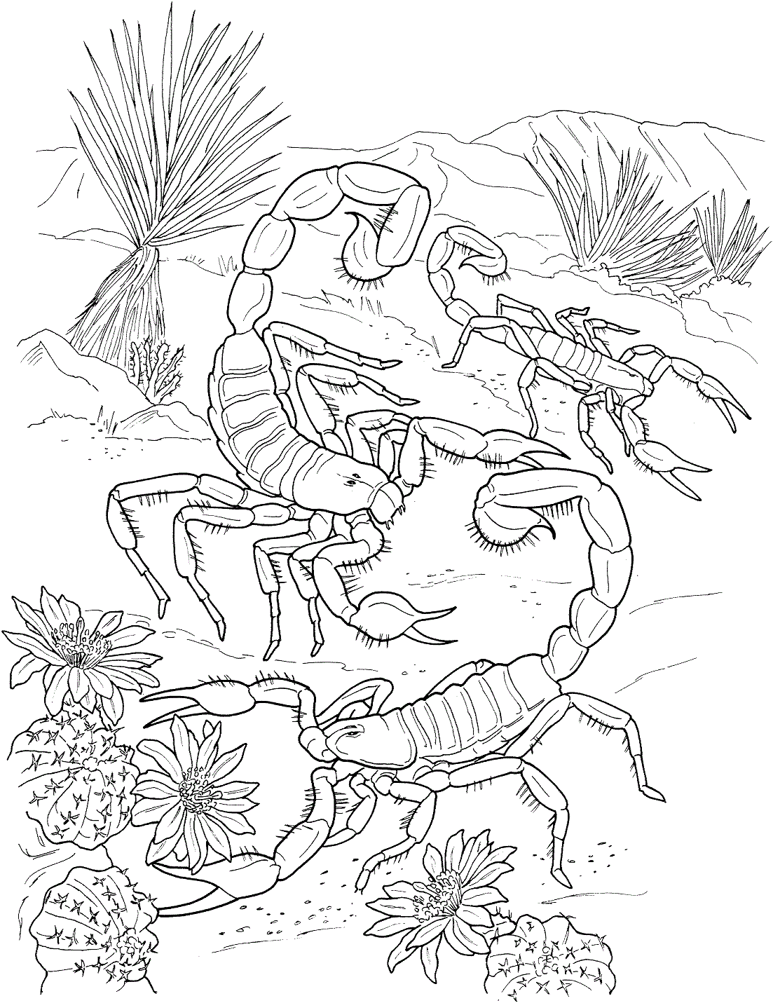 Desenho de Hadrurus Arizonensis para colorir