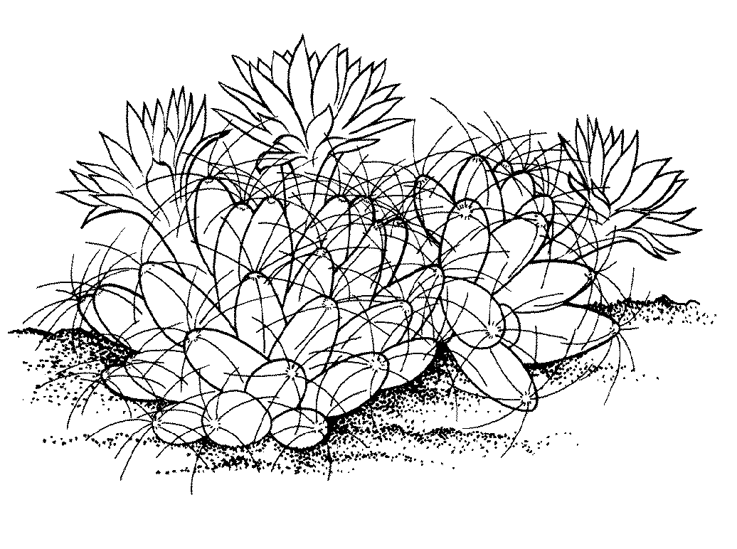 Desenho de Cacto Mamilo para colorir