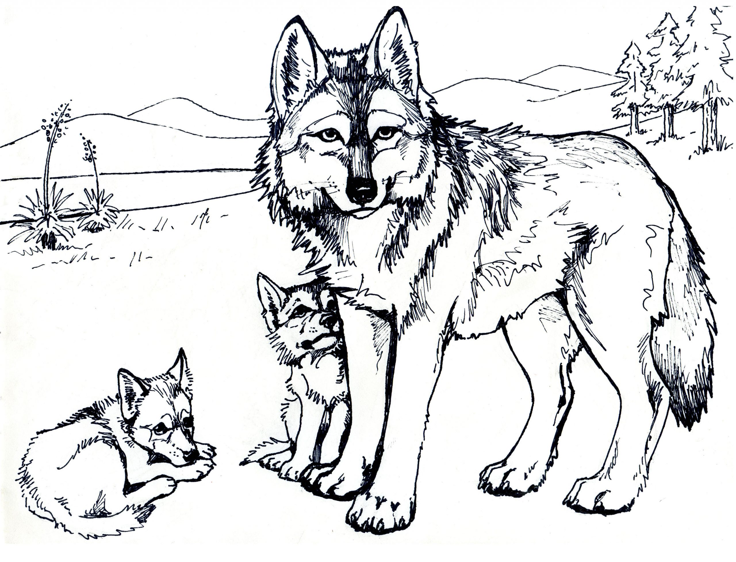 Desenhos de Lobo para colorir