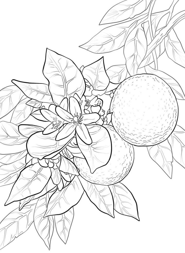 Desenho deFlor de Laranja para colorir