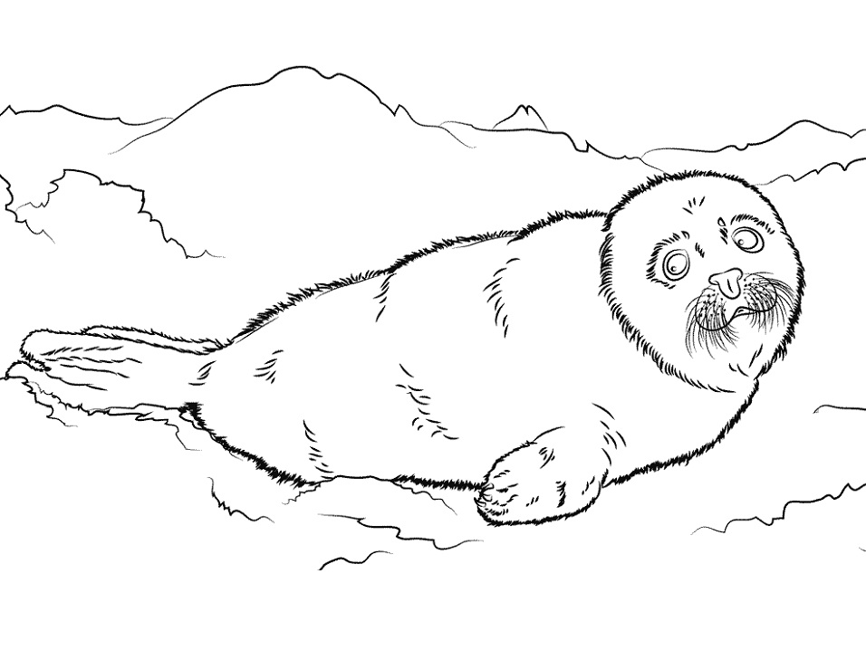 Desenho deBebê Fofo de Foca para colorir