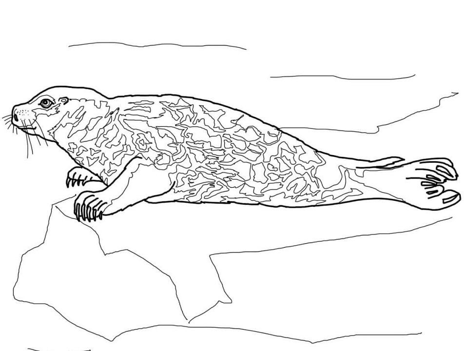 Desenho deFoca Comum para colorir