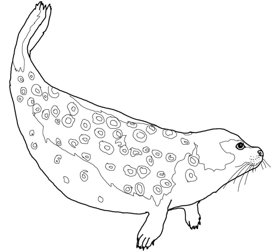 Desenho deFoca Anelada para colorir