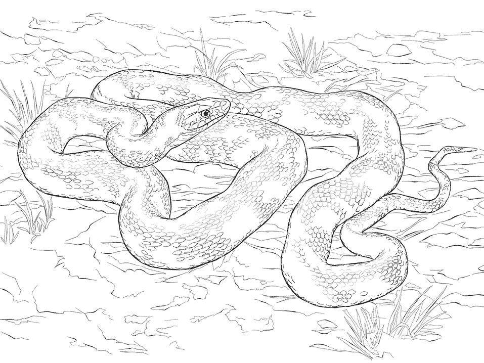 Desenho deCobra Rateira Preta para colorir