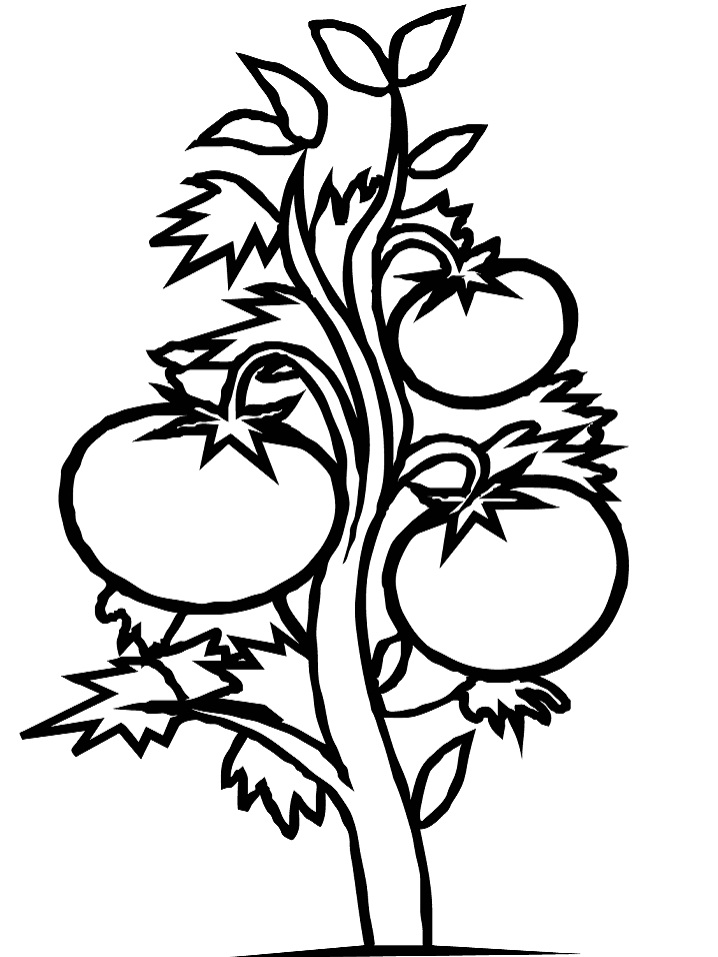 Desenho dePlanta de Tomate para colorir