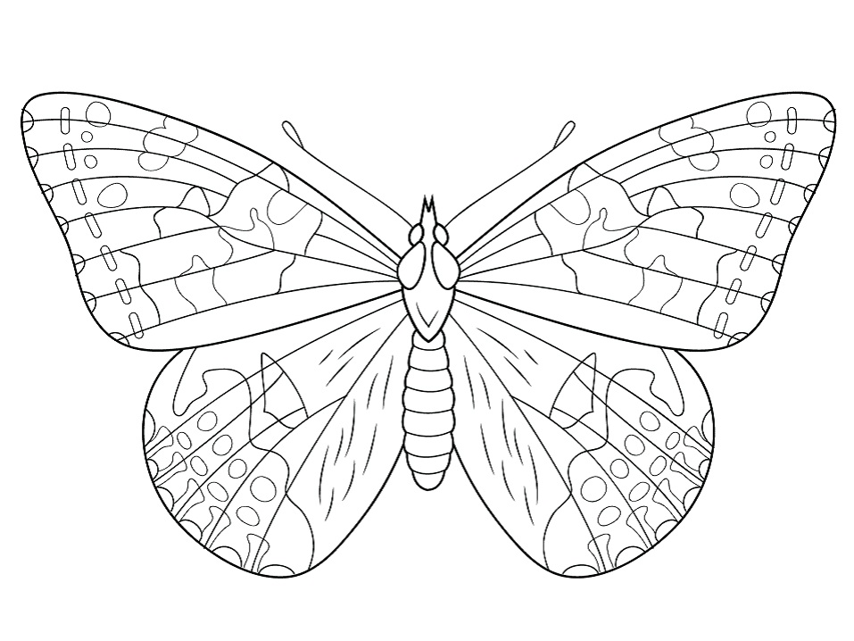 Desenho deBorboleta Dama Pintada para colorir