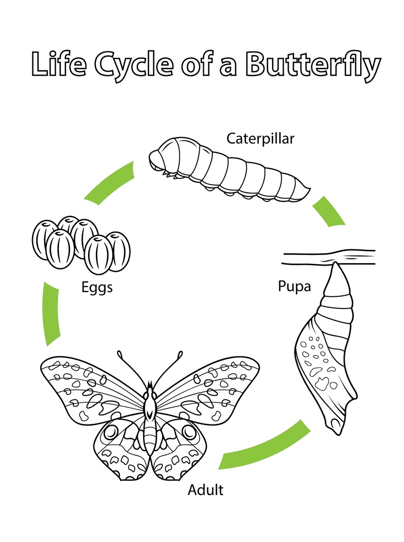 Desenho deCiclo Vital de uma Borboleta para colorir