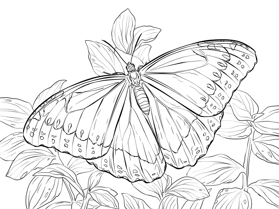 Desenho deBorboleta Morpho Peleides para colorir