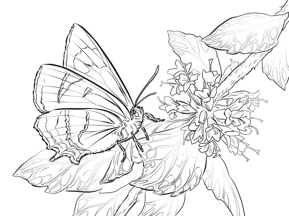 Desenho deBorboleta Marrom Hairstreak para colorir