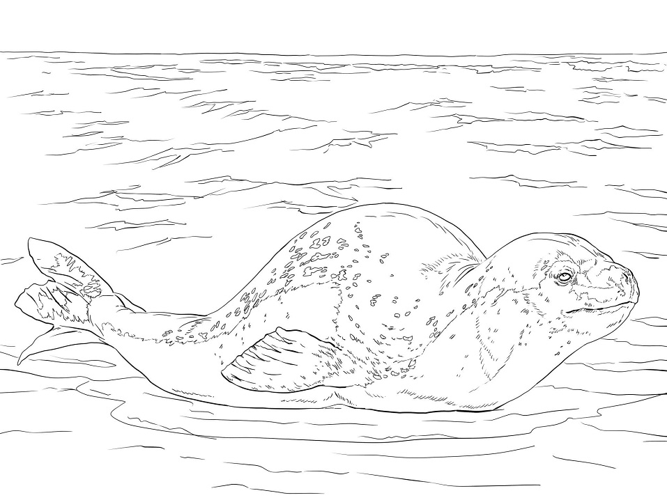 Desenho deFoca Leopardo para colorir