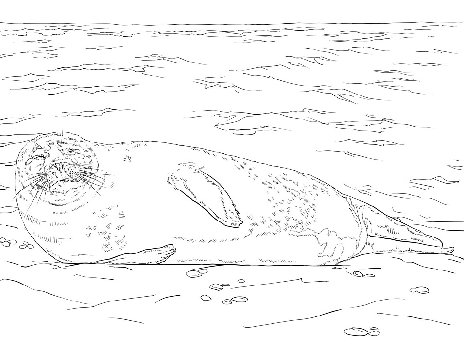 Desenho deFoca Comum Deitada na Praia para colorir