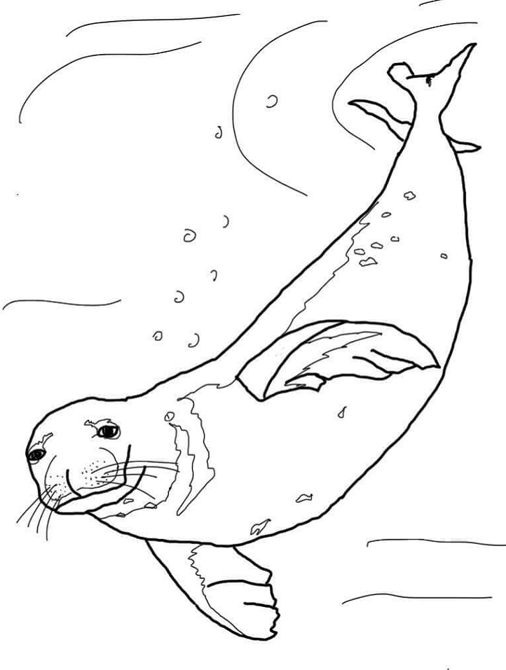 Desenho deFoca Monge Nadando Embaixo da Água para colorir