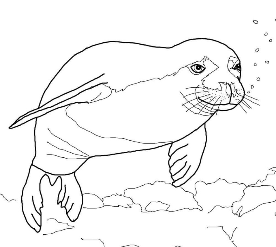 Desenho deFoca Monge para colorir