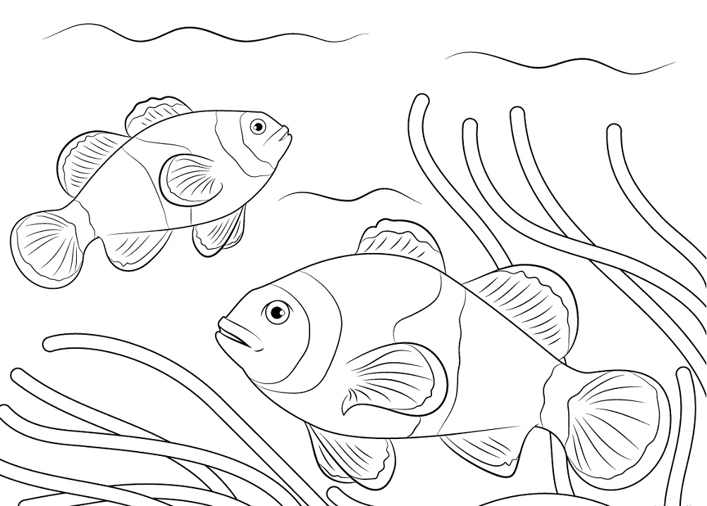 Desenho de Peixe palhaço Ocellaris para colorir