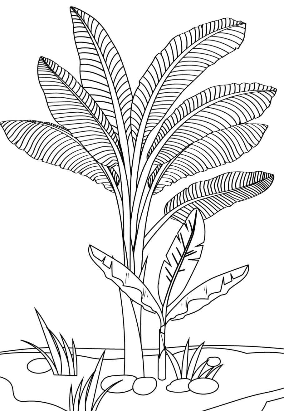 Desenho deBananeira Imprimível para colorir