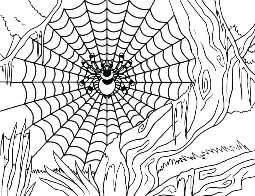 Desenho deBela Teia de Aranha de Halloween para colorir