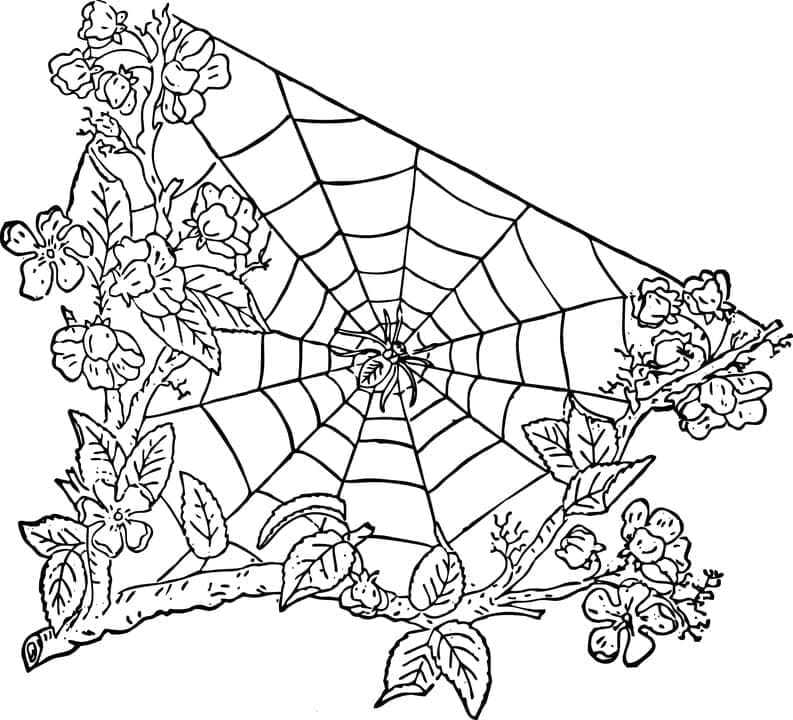 Desenho deBela Teia de Aranha para colorir