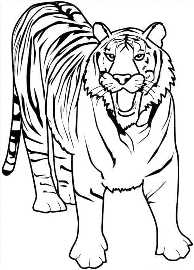 Desenho deBelo Tigre para colorir