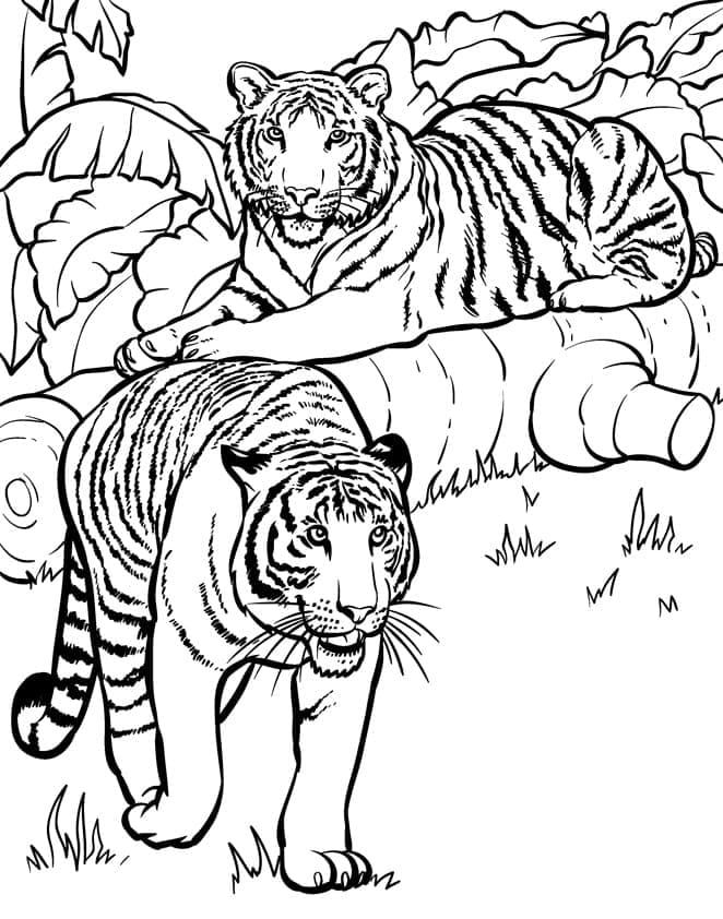 Desenho de Dois Tigres para colorir