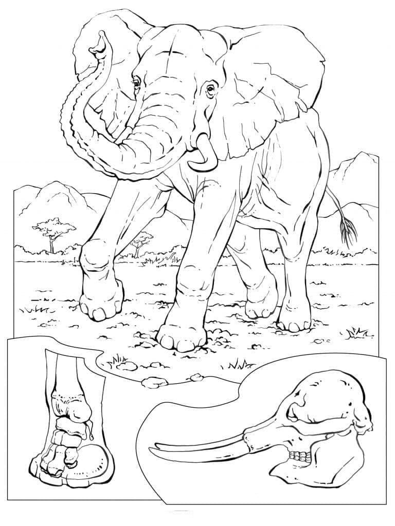 Desenho de Elefante Africano para colorir