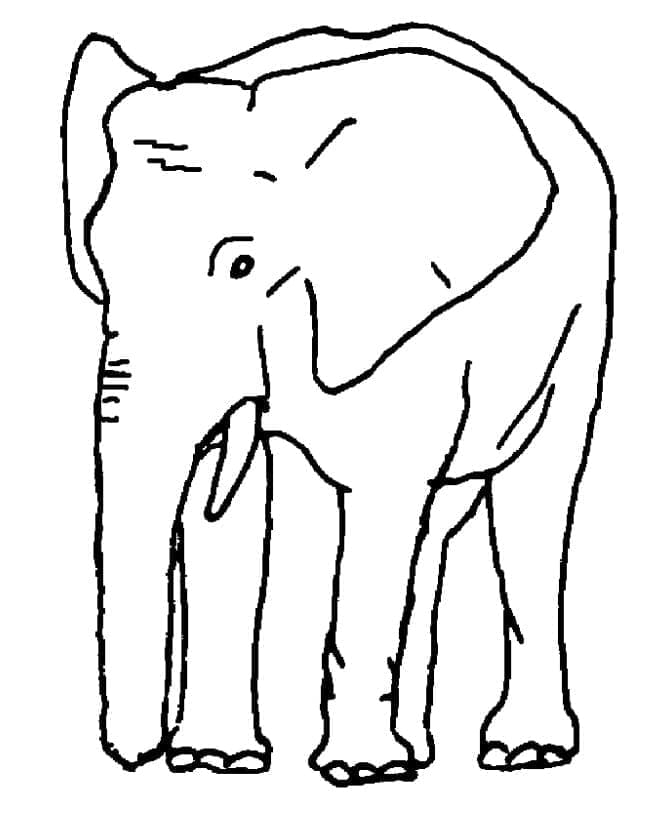 Desenho deElefante Normal para colorir