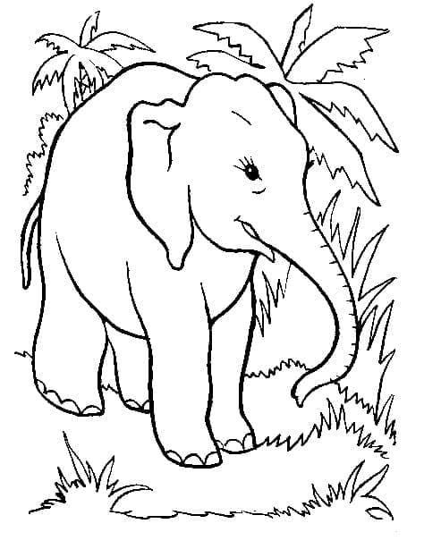 Desenho deElefante na Selva para colorir