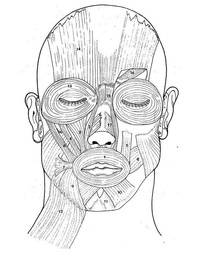 Desenho deFoto de Musculos da Face para colorir