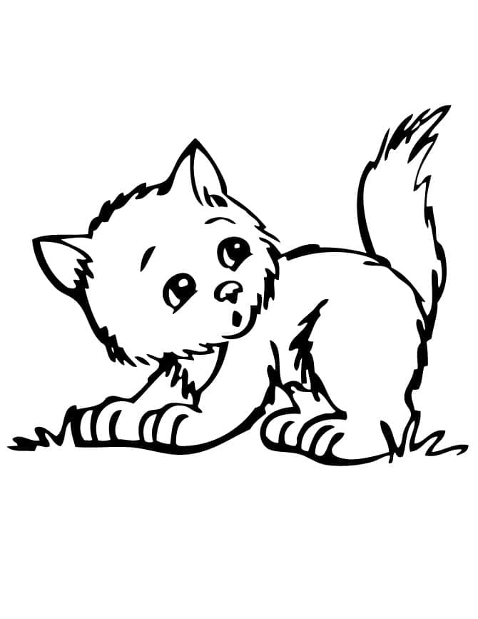 Desenho de Gatinho Curioso para colorir