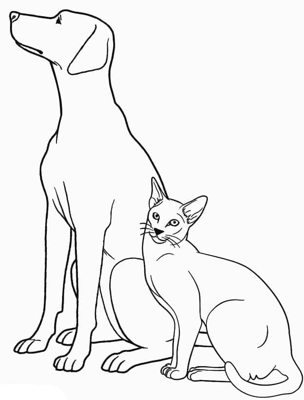 Desenho deImagem de Gato e Cachorro para colorir