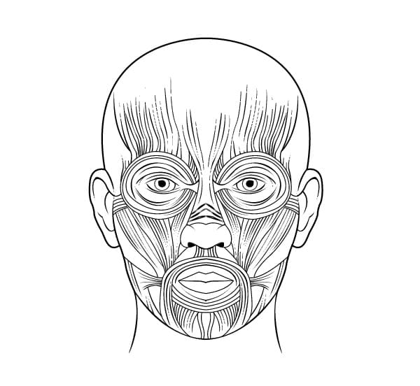 Desenhos de Musculos da Face para colorir