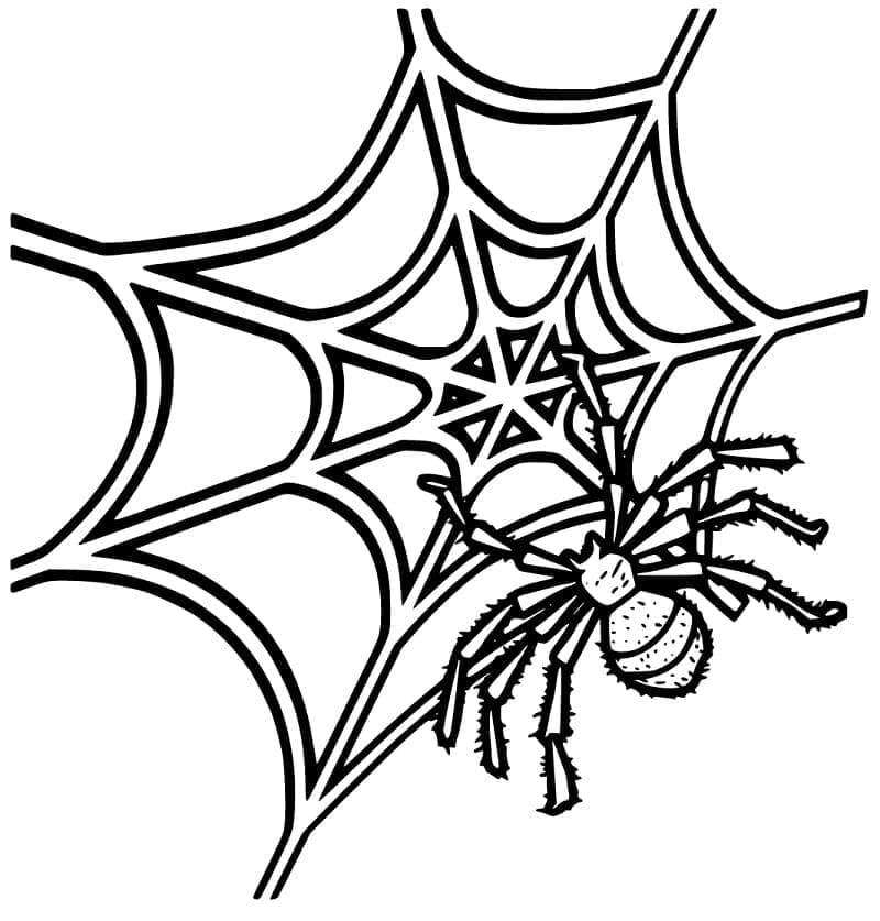 Desenho deImagem de Teia de Aranha para colorir