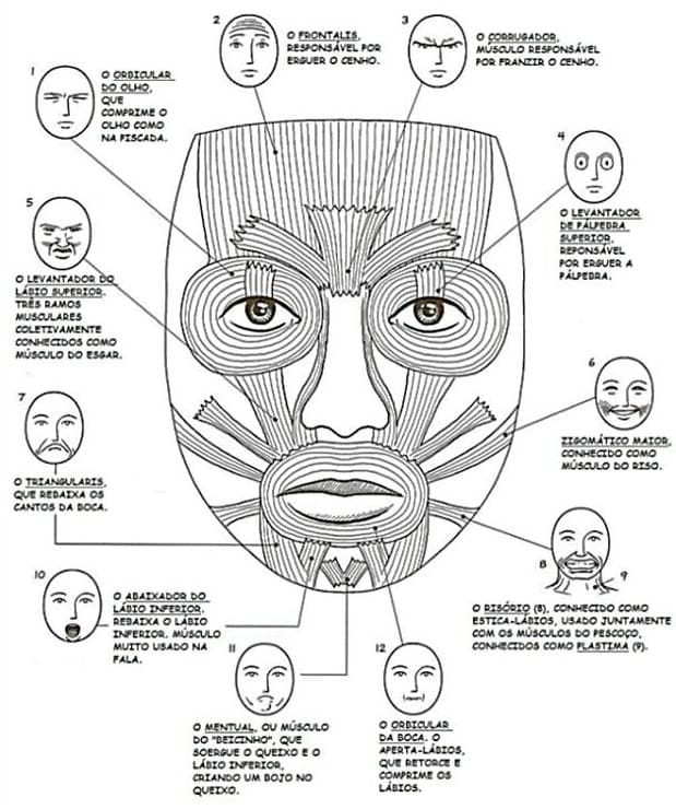 Desenho deImprimível Musculos da Face para colorir