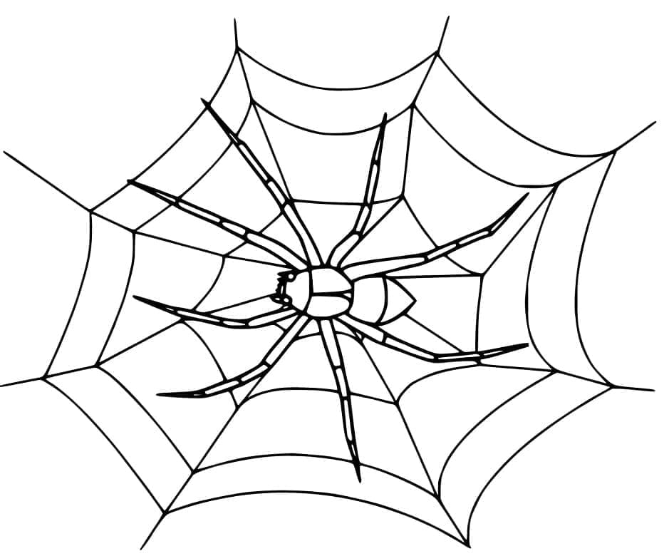 Desenho deImprimível Teia de Aranha para colorir