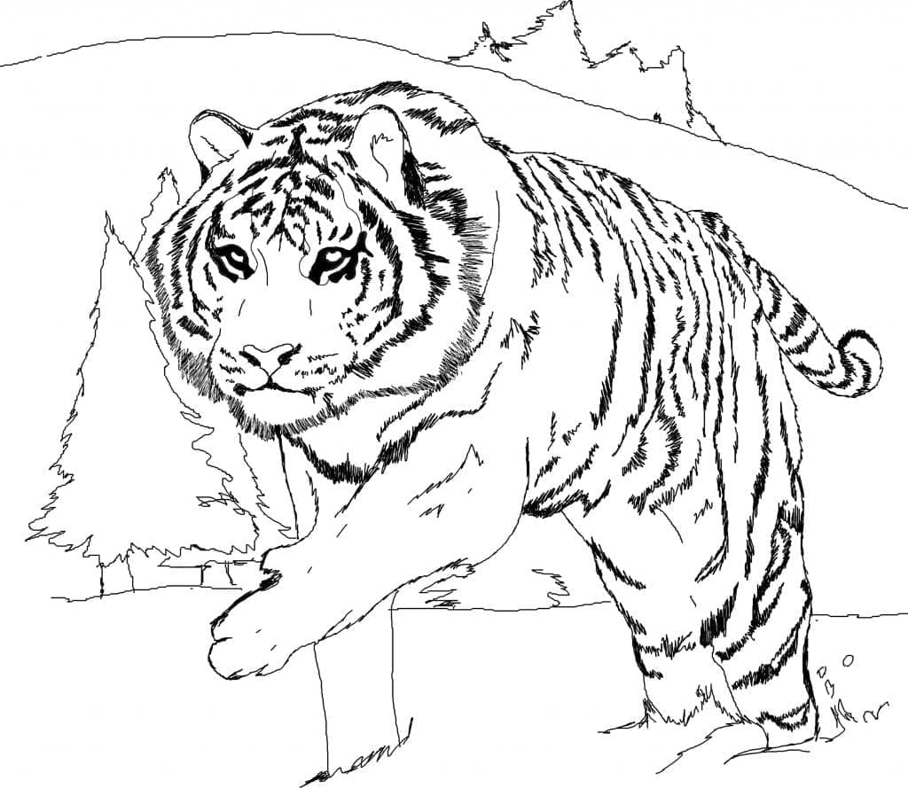 Desenho de O Tigre para colorir