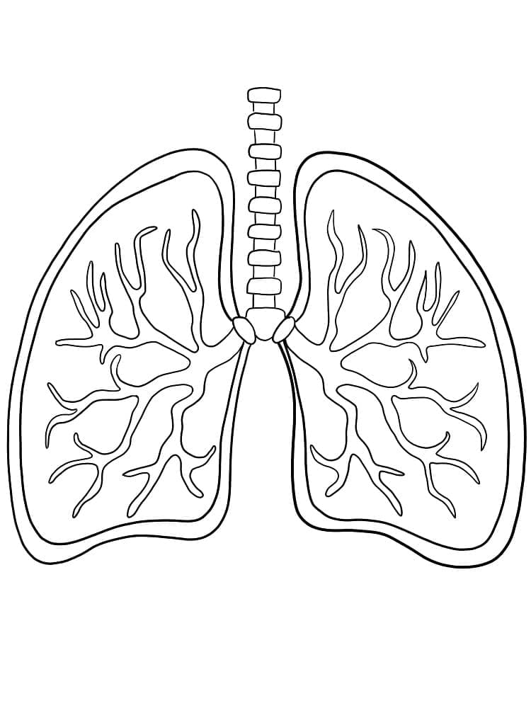 Desenho deOs Pulmões para colorir